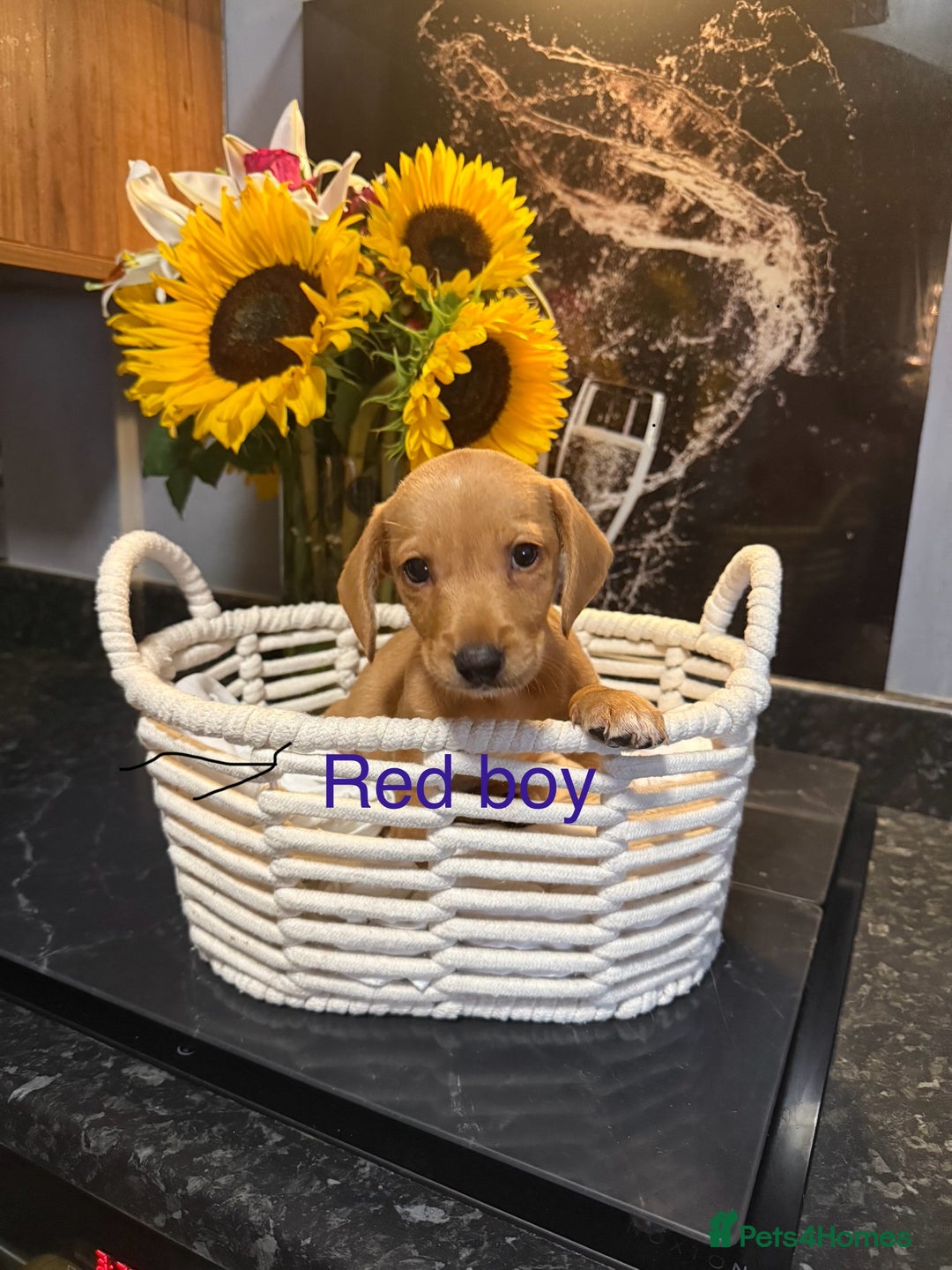 Miniature Dachshund dogs for sale: Miniature dashund  - Image 5
