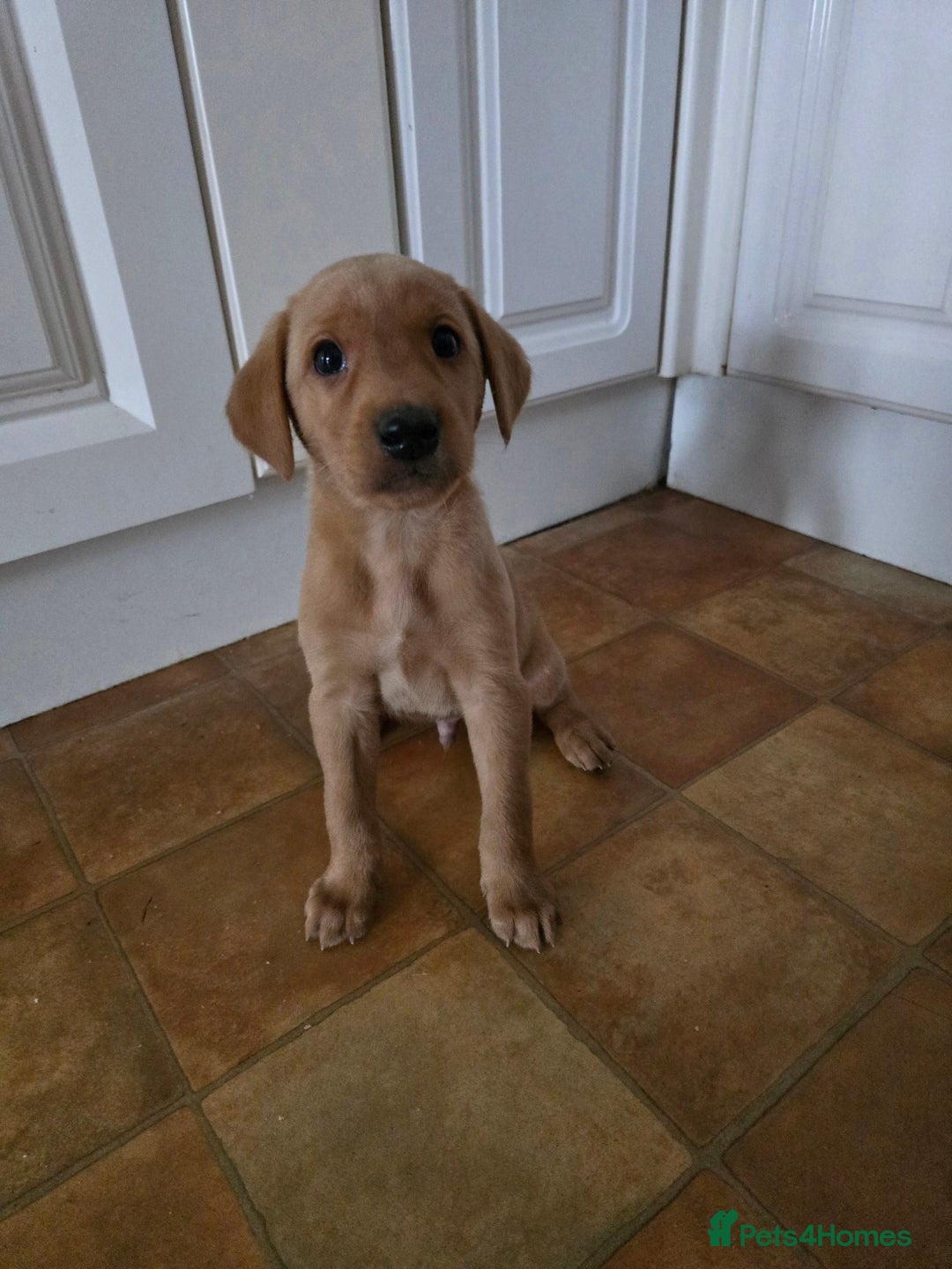 Labrador Retriever dogs for sale: Well bred KC labrador puppies - Advert 1