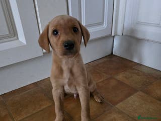 Labrador Retriever dogs Well bred KC labrador puppies - Advert 5