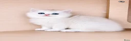 British Longhair cats for sale:  Longhair Silver Point & Golden Point Kittens - Advert 4