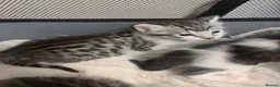 Savannah cats for sale: Savannah mixed kittens - Advert 7