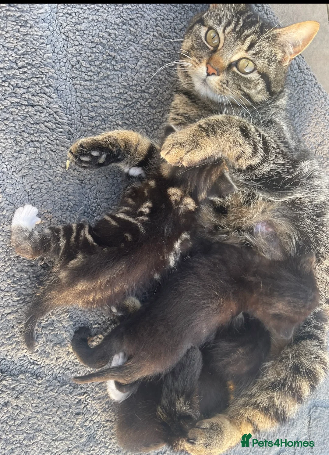Mixed Breed cats for sale: Adorable Tuxedo kittens from much loved home - Advert 2