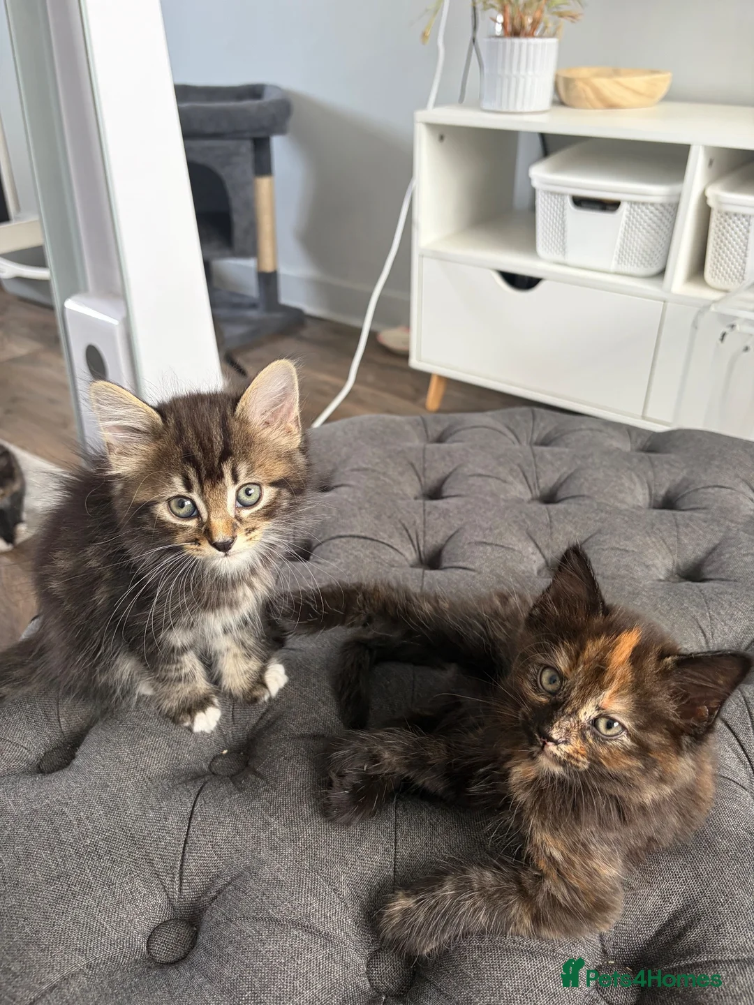 Mixed Breed cats for sale: 3 Domestic Longhaired in Chessington - Advert 7