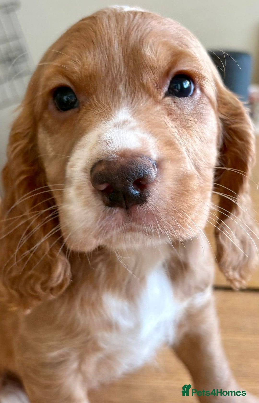 Cocker Spaniel dogs for stud: Kc registered, Pedigree stud. in Gloucester - Advert 25