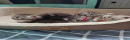 Maine Coon cats for sale: Maine coon kittens  - Advert 7