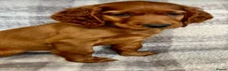 Irish Setter dogs for sale: Out standing litter of Irish setter puppies  - Advert 15
