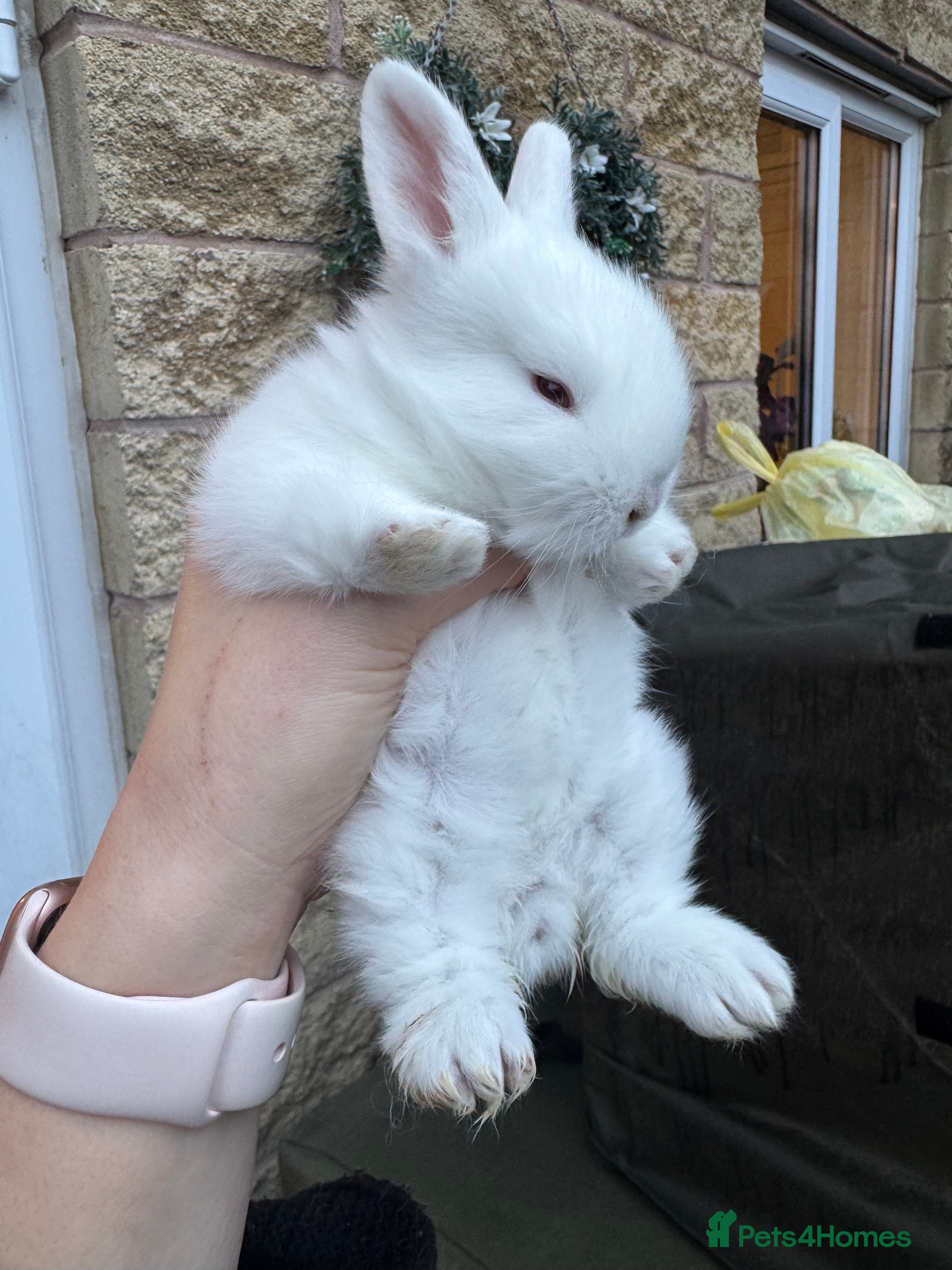 Lionhead rabbits ✨ Lionhead x Angora Bunny  ✨ - Advert 6