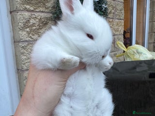 Lionhead rabbits ✨ Lionhead x Angora Bunny ✨ - Advert 18
