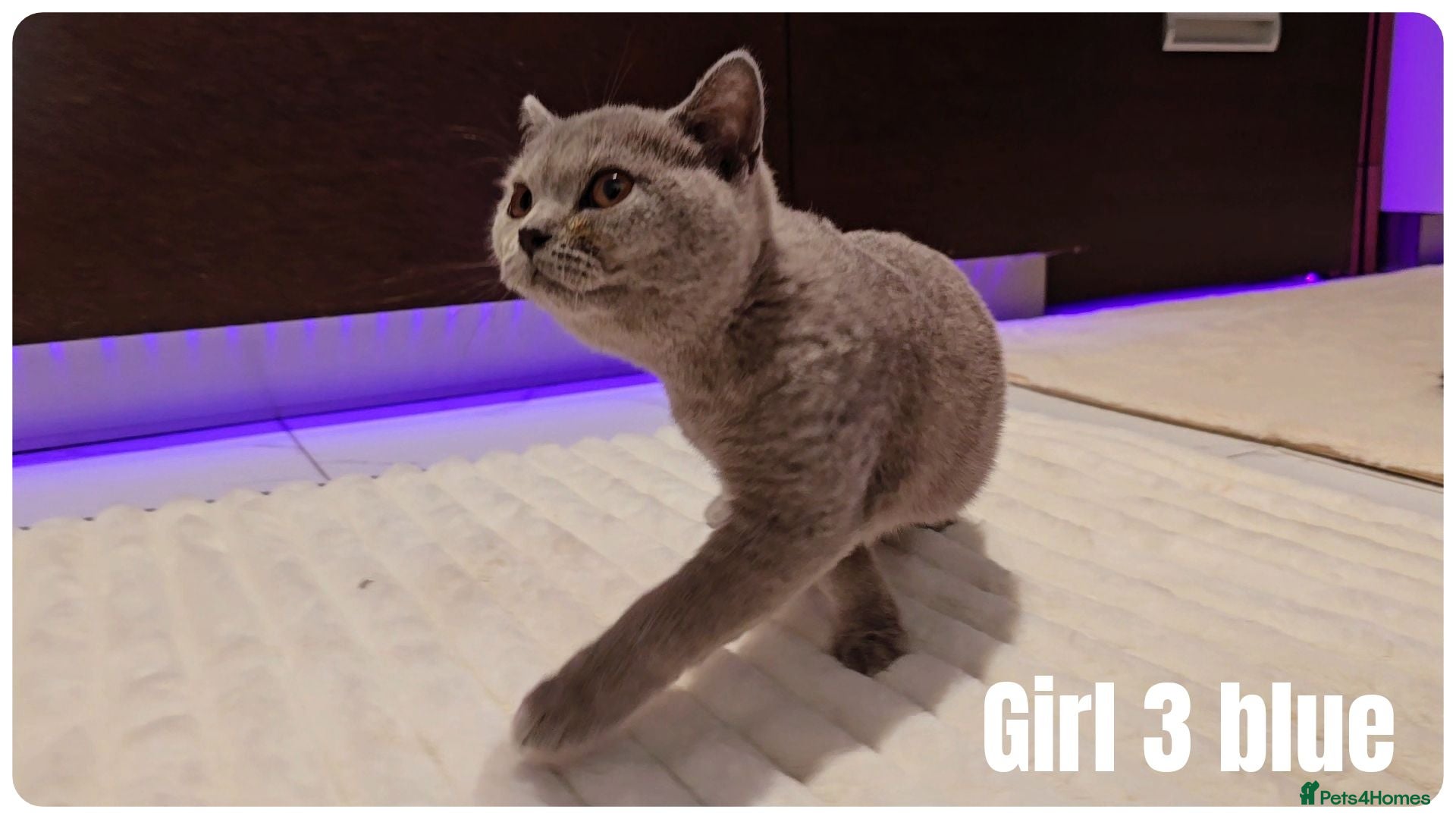 Scottish Fold cats 🐾 Beautiful Scottish Fold & British Shorthair - Advert 3