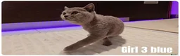 Scottish Fold cats for sale: 🐾 Beautiful Scottish Fold & British Shorthair - Advert 7