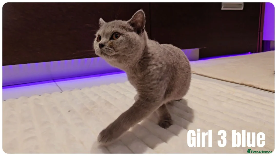 Scottish Fold cats for sale: 🐾 Beautiful Scottish Fold & British Shorthair - Advert 1