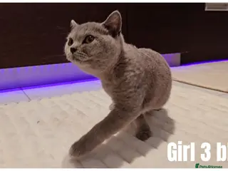 Scottish Fold cats 🐾 Beautiful Scottish Fold & British Shorthair - Advert 3