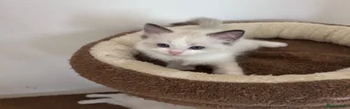 Ragdoll 1