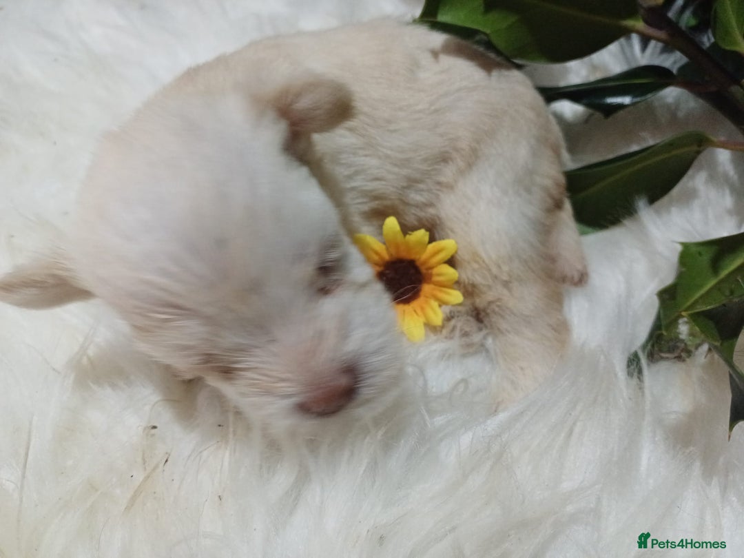 Miniature Schnauzer dogs for sale: Two beautiful girls  - Advert 12