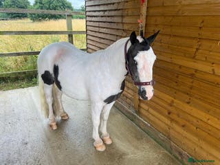 Irish Cob horses Dolla- 5yr old coblet - Advert 6