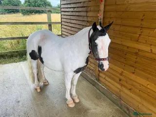 Irish Cob horses Dolla- 5yr old coblet - Advert 2