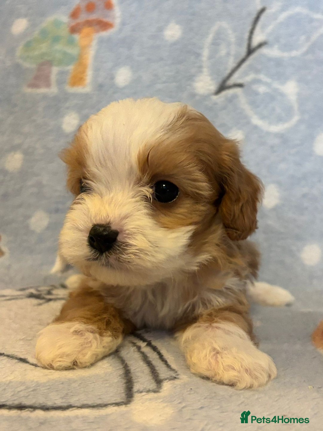 Cavapoo dogs for sale: Stunning Cavapoo pups from family home  - Advert 7
