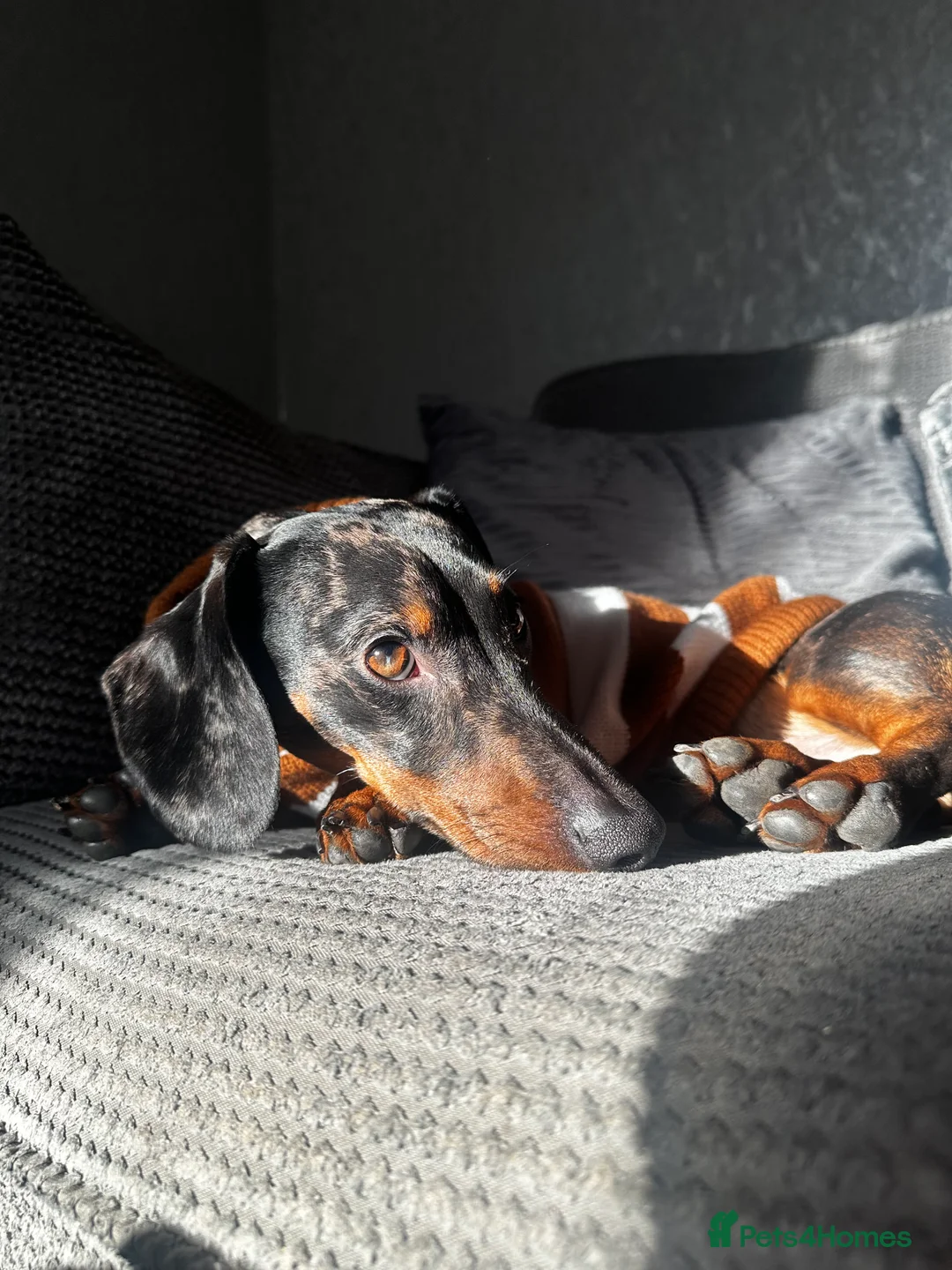 Dachshund dogs for stud: Smooth haired Dachshund Stud Gorgeous Coat - Advert 2
