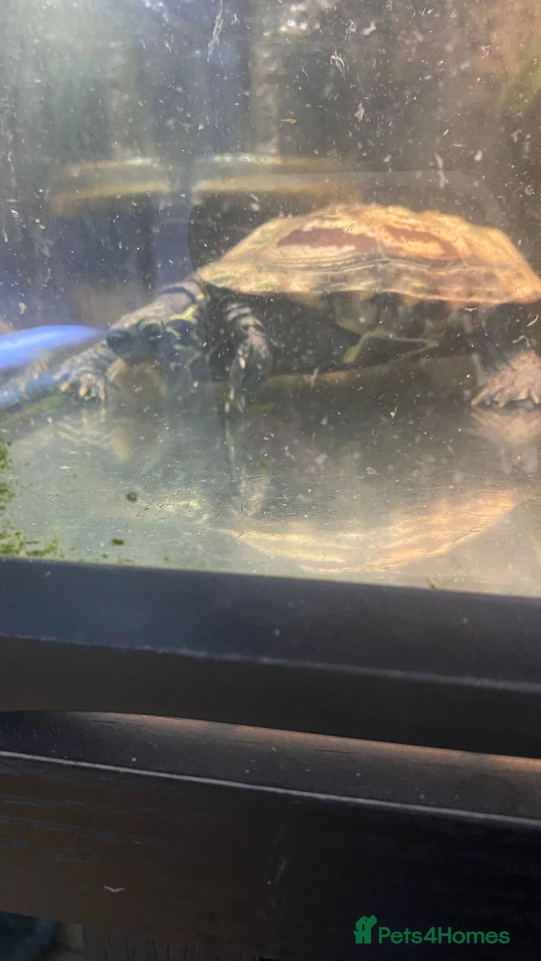 Turtle reptiles for sale: Chinese Pond Turtle - Advert 3