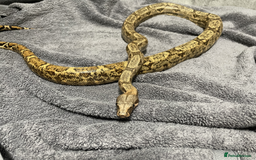 Snake reptiles for sale: Three Snakes + Madagascan Hissing Roaches - Image 12