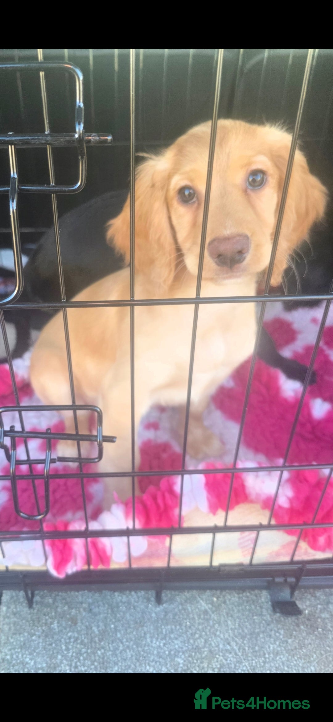 Cocker Spaniel dogs for sale: Golden Working Cocker Spaniel - Advert 3