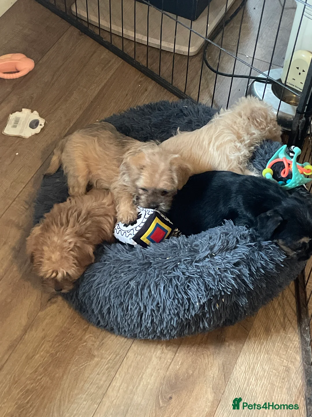 Mixed Breed dogs for sale: Norfolk terrier Cross by French bull bulldog cross - Advert 2