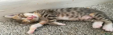 Grey tabby female 