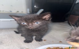 Mixed Breed cats for sale: 5 kittens for sale - Image 5