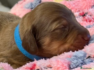 Miniature Dachshund dogs - Advert 1