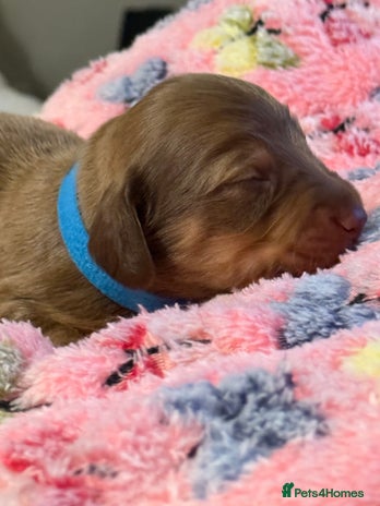 Miniature Dachshund dogs - Advert 1