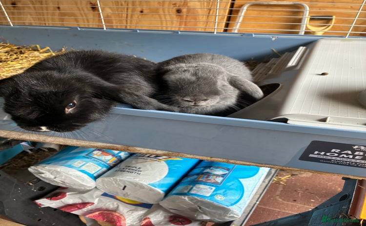 Dwarf Lop rabbits - Advert 1