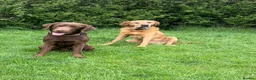 Labrador Retriever dogs for stud: Handsome fully health tested Chocolate labrador - Advert 7