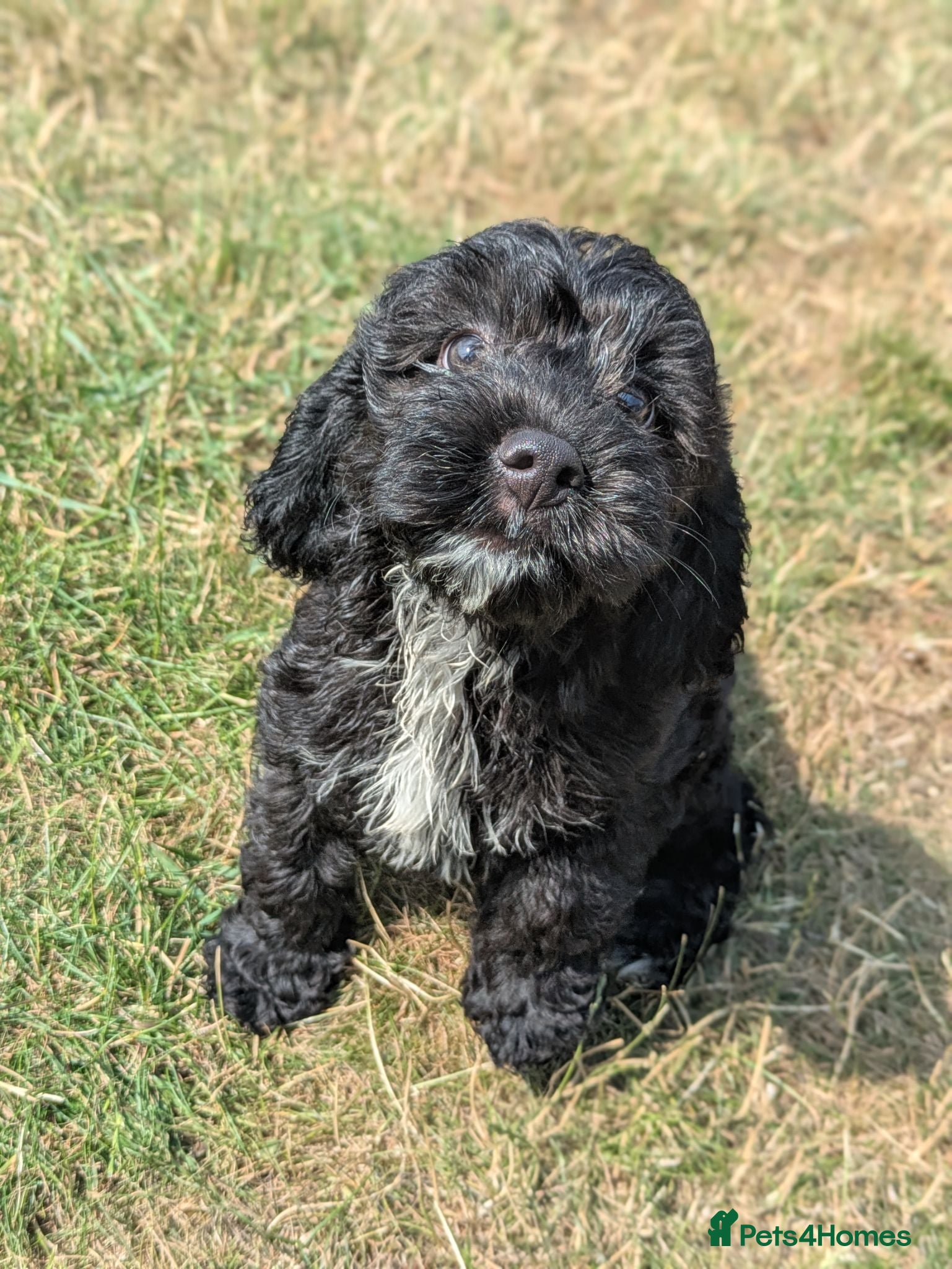 Cockapoo dogs 🖤 F1 Miniature Cockapoos 🖤 Health Tested Parents - Advert 2