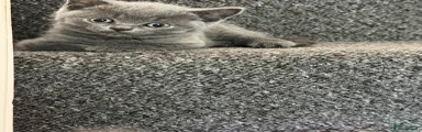 British Shorthair 2