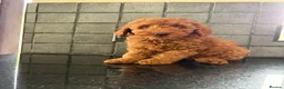 Miniature Poodle dogs for sale: Stunning Fox Red Minature Poodle Pups  - Advert 7