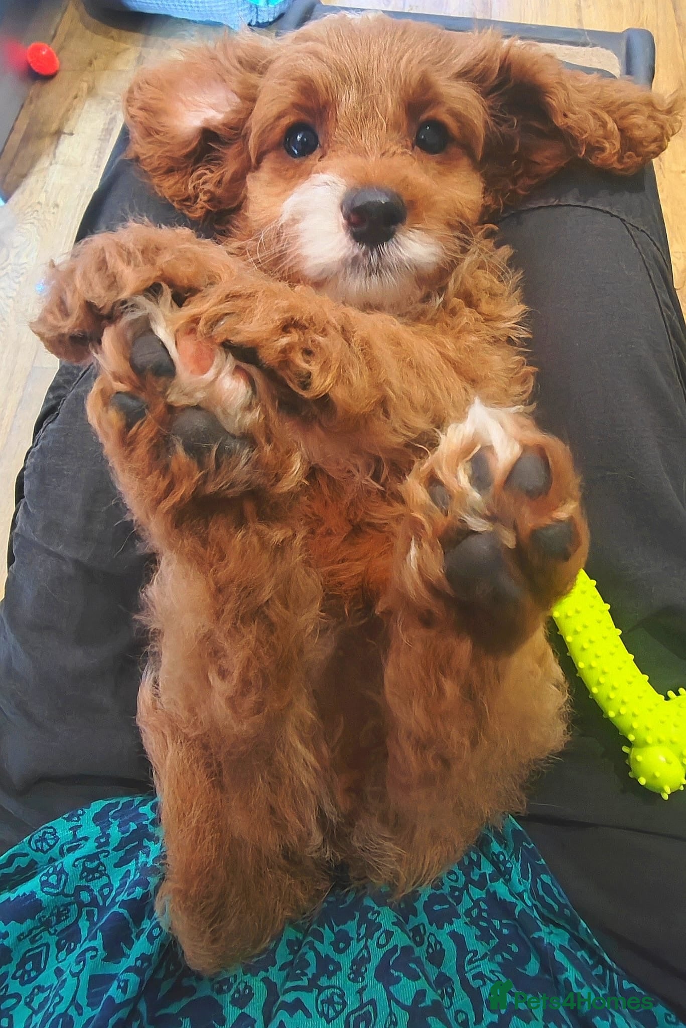 Cavapoo dogs Exceptional F1 Toy Cavapoos-Health Tested Parents - Advert 2