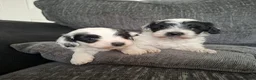 Mixed Breed dogs for sale: Cockapoochon - Advert 7