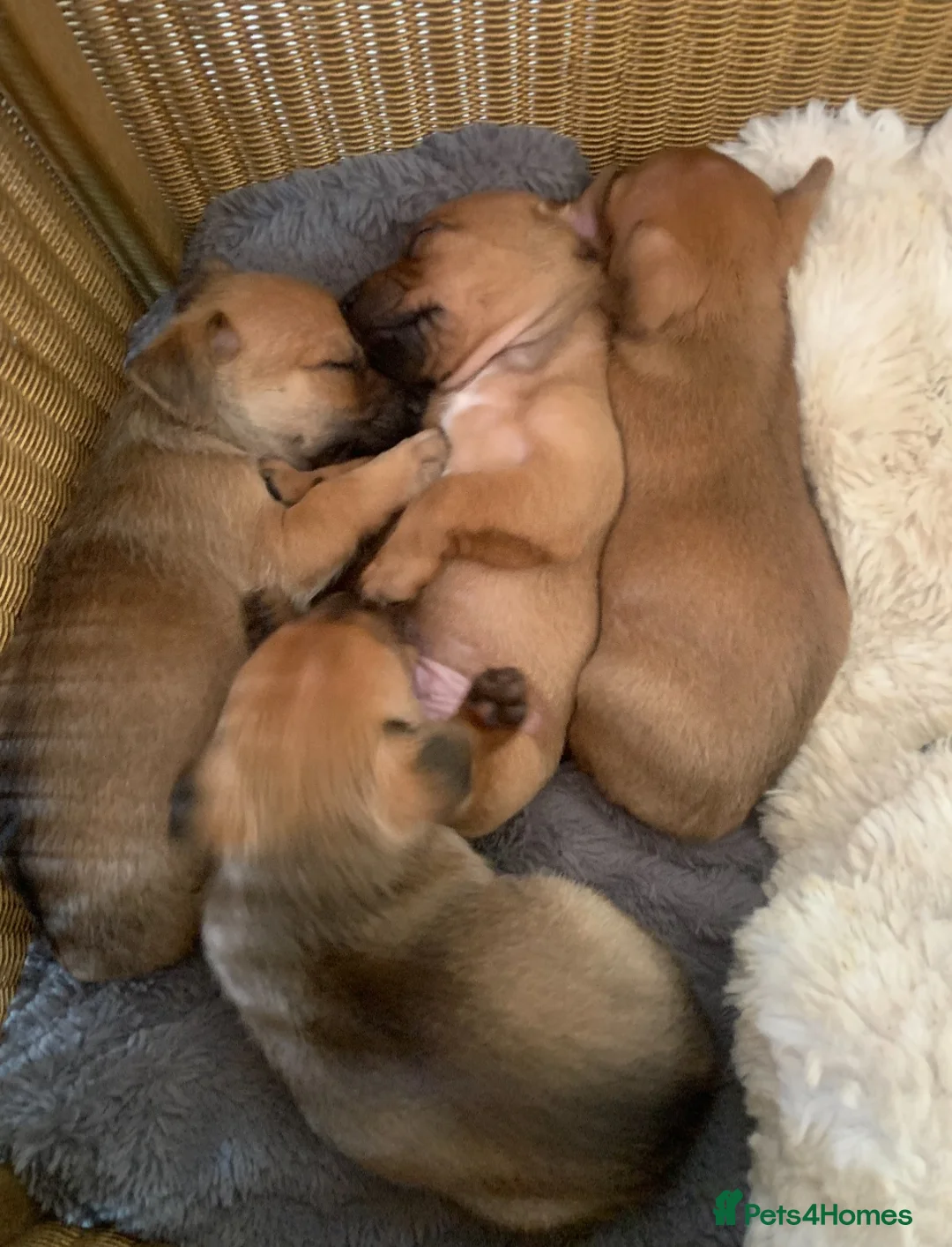 Mixed Breed dogs for sale: Terrier cross puppies  in Holt - Advert 2