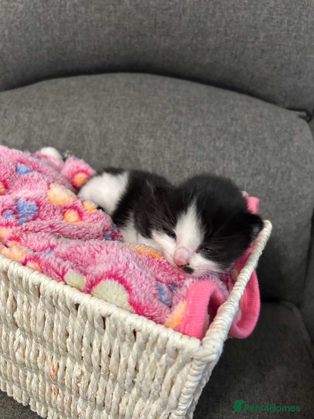 Mixed Breed cats for sale: Beautiful kittens 3 girls 1 boy  - Image 15