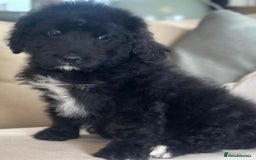 Bernedoodle dogs for sale: F1 STANDARD BERNADOODLE BOY - Image 8
