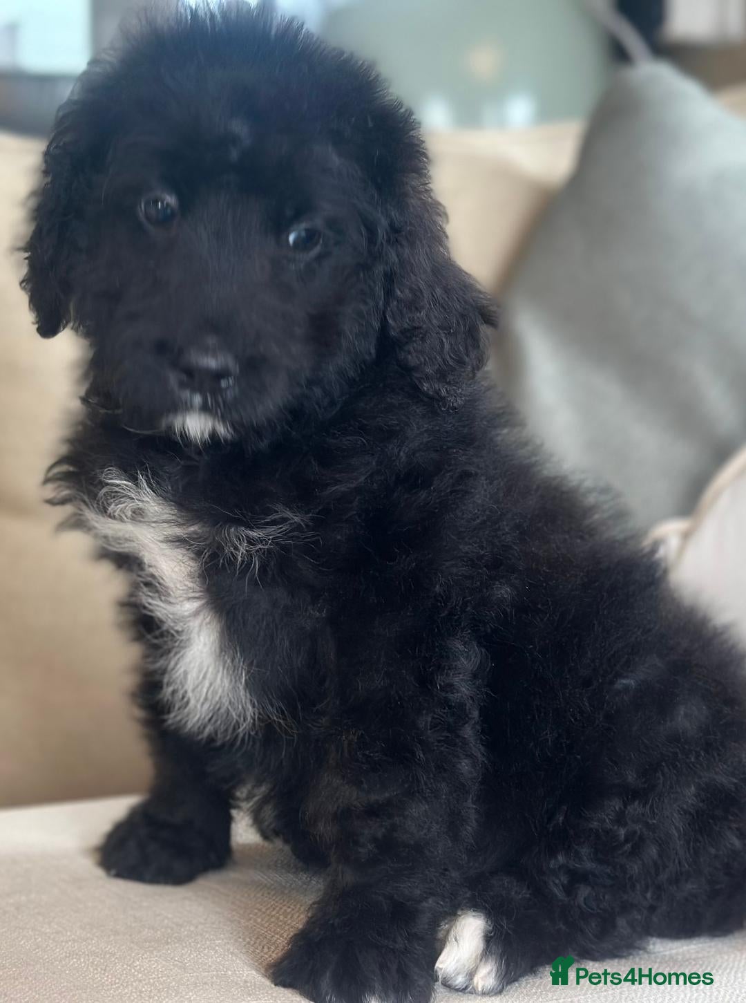 Bernedoodle dogs for sale: F1 STANDARD BERNADOODLE BOY - Image 8