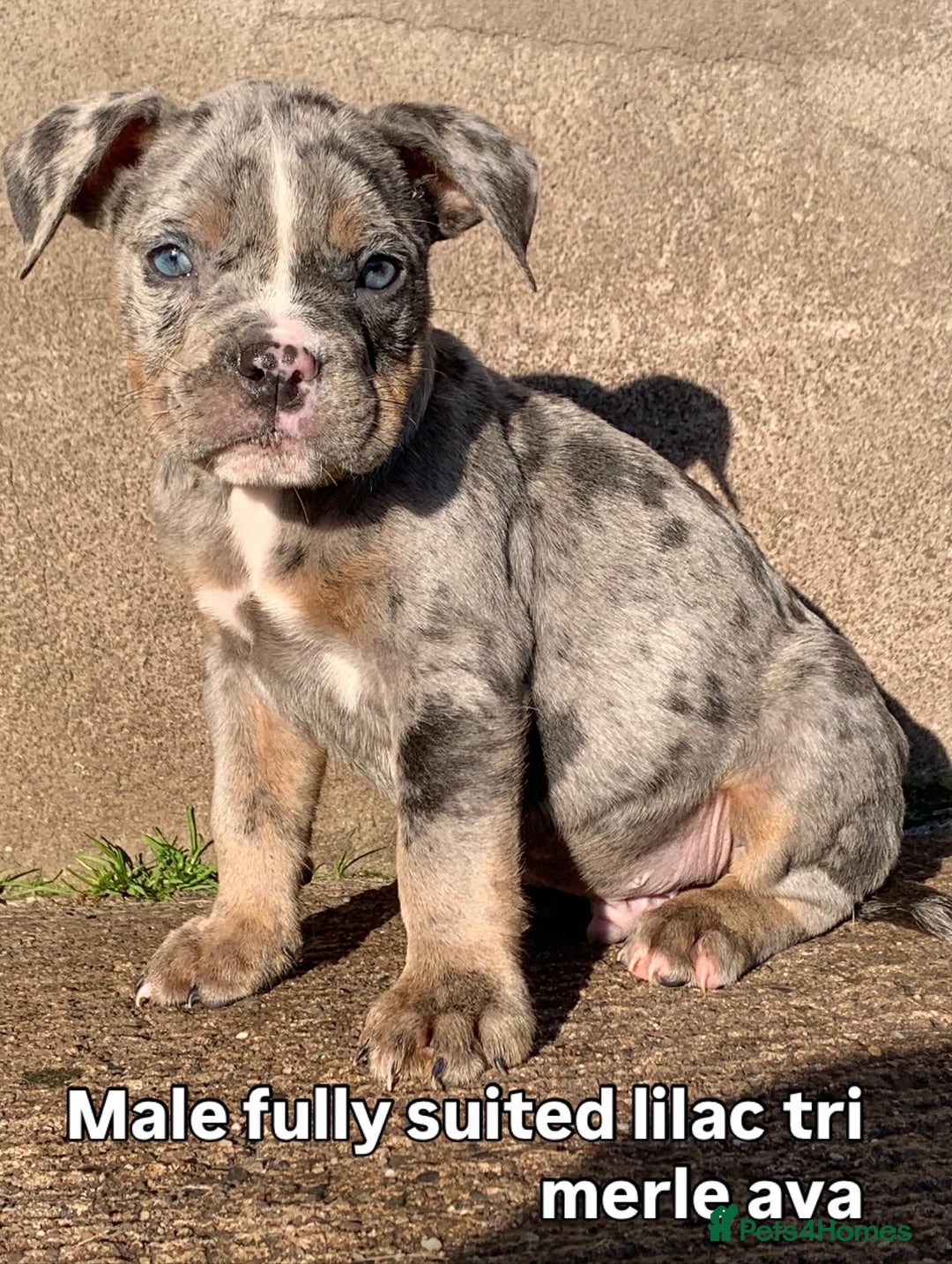 Olde English Bulldogge dogs for sale: 3 male puppy Olde English Bulldogges left - Advert 7