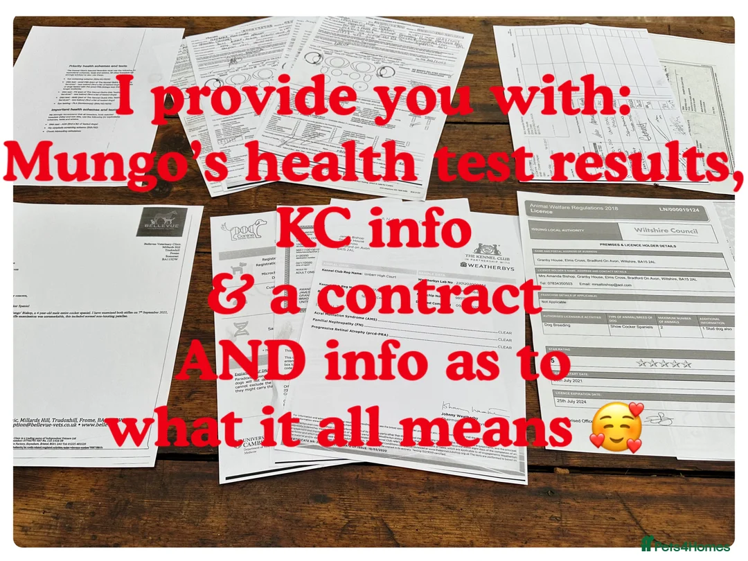 Cocker Spaniel dogs for stud: *Mungo* GOLDEN Show Cocker PEDIGREE BEST TESTED in Bradford-on-Avon - Advert 9