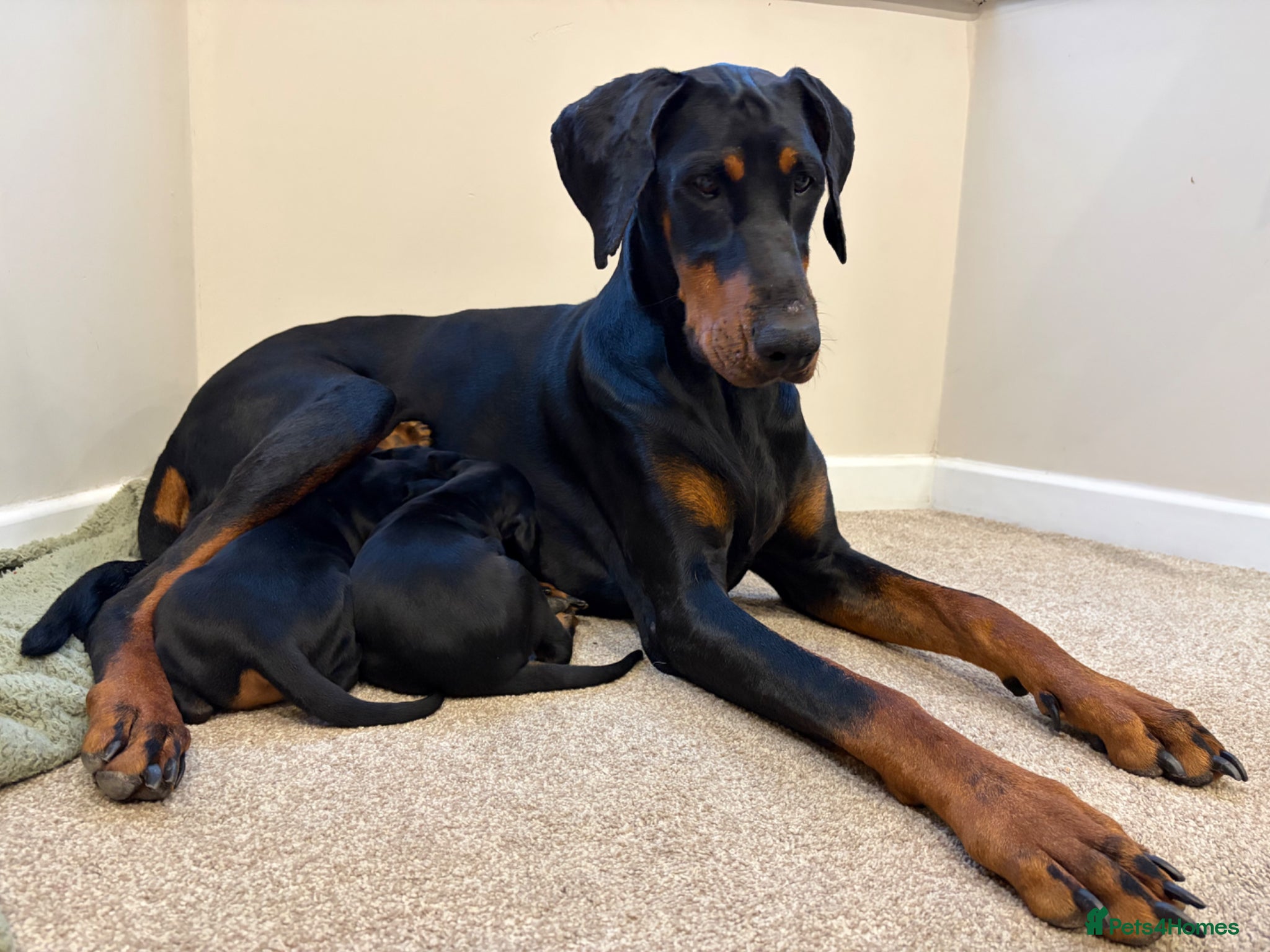 Dobermann dogs Doberman pups with KC parents  - Advert 3