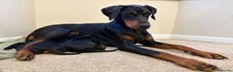 Dobermann dogs for sale: Doberman pups with KC parents  - Advert 1