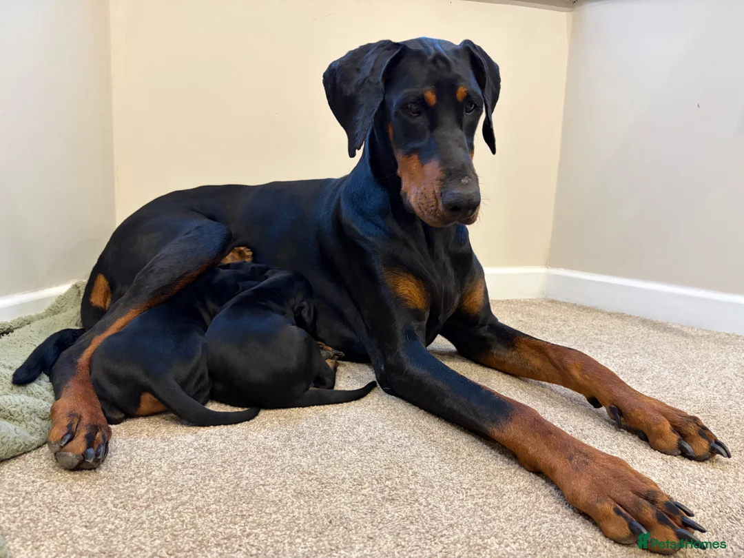 Dobermann dogs for sale: Doberman pups with KC parents  - Advert 1