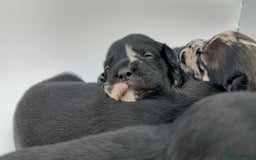 Mixed Breed dogs for sale: Floodle  - Image 2