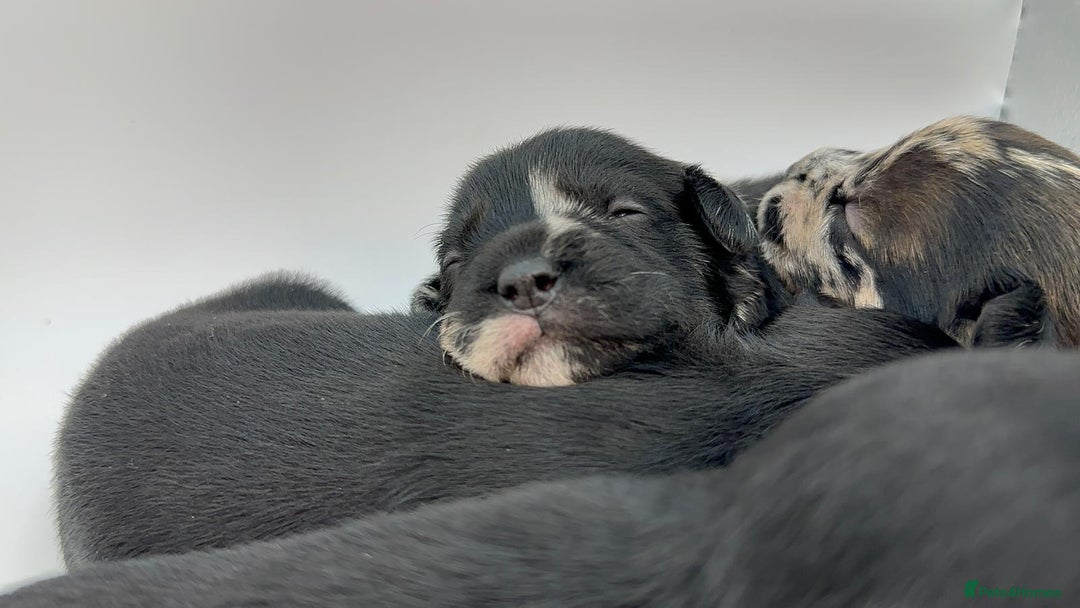 Mixed Breed dogs for sale: Floodle  - Image 2