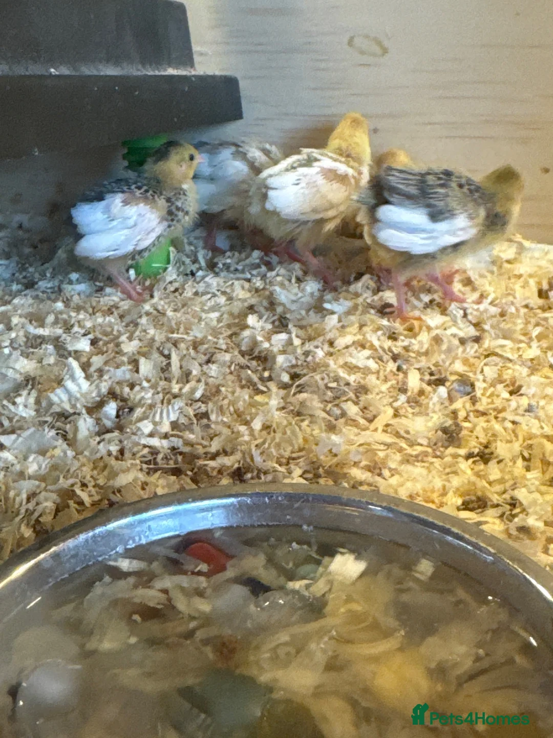 Quail poultry for sale: Button quails  - Advert 2