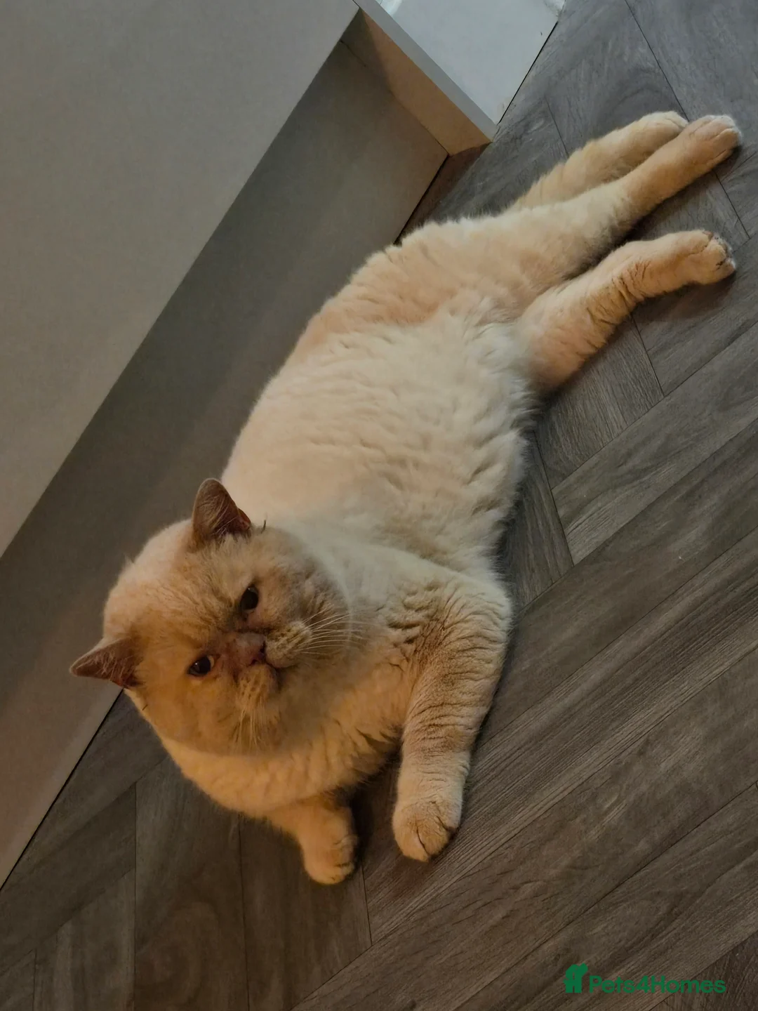 British Shorthair cats for stud: Cream of la crop! Blood group B. GCCF/TICA reg  - Advert 13